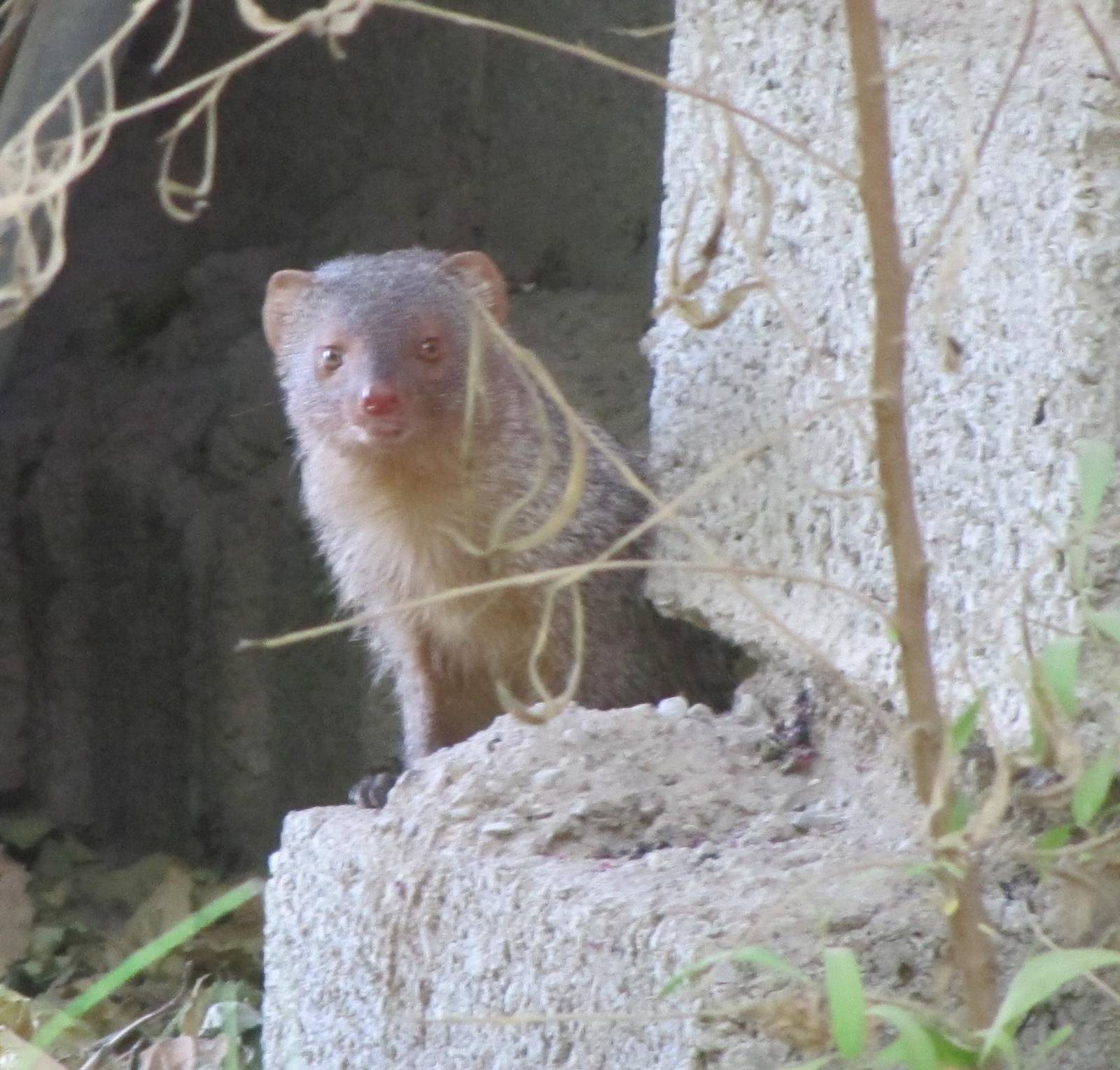 small Indian mongoose (Herpestes javanicus )