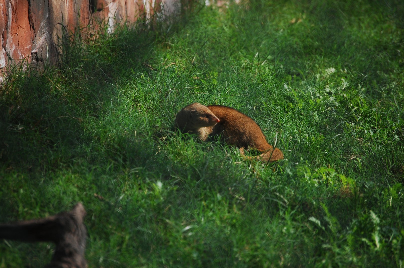 Small Indian mongoose in capuchin enclosure - Lahore zoo 17/11/2019