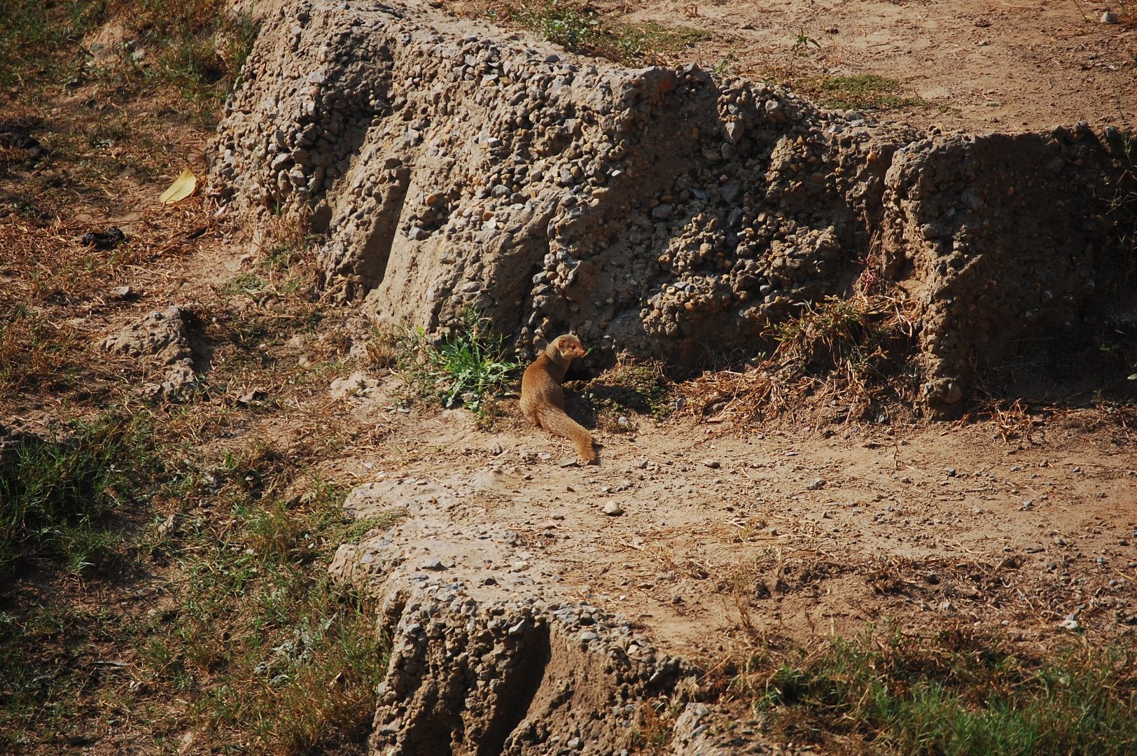 Small Indian mongoose in Lion enclosure - Lahore zoo 17/11/2019