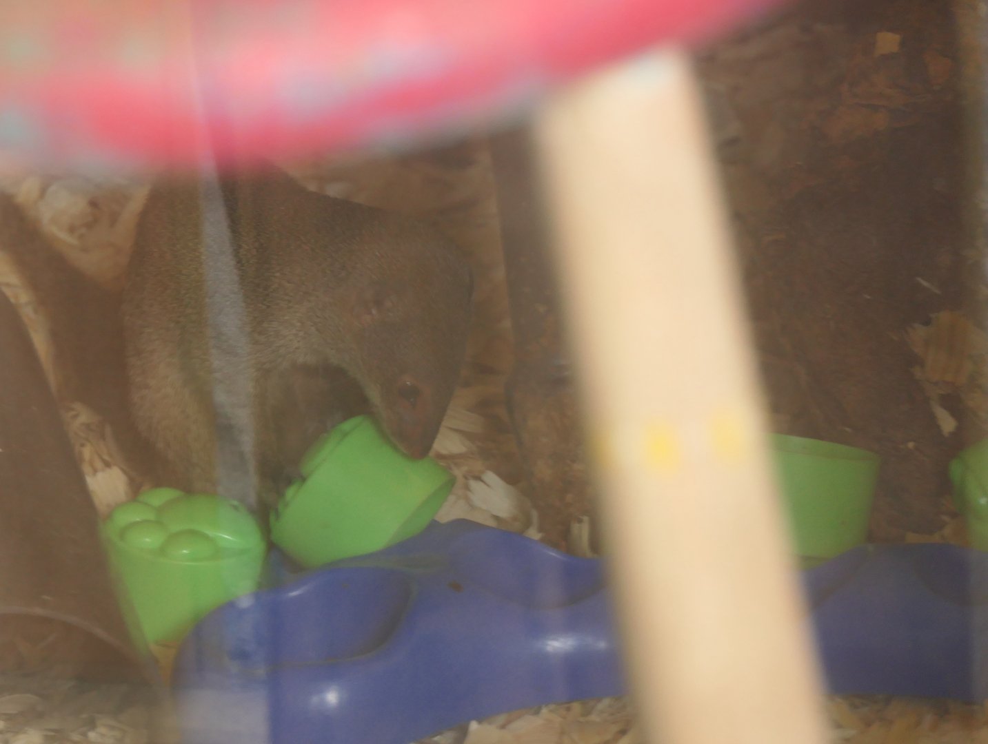 Small Indian mongoose interacting with food-based enrichment