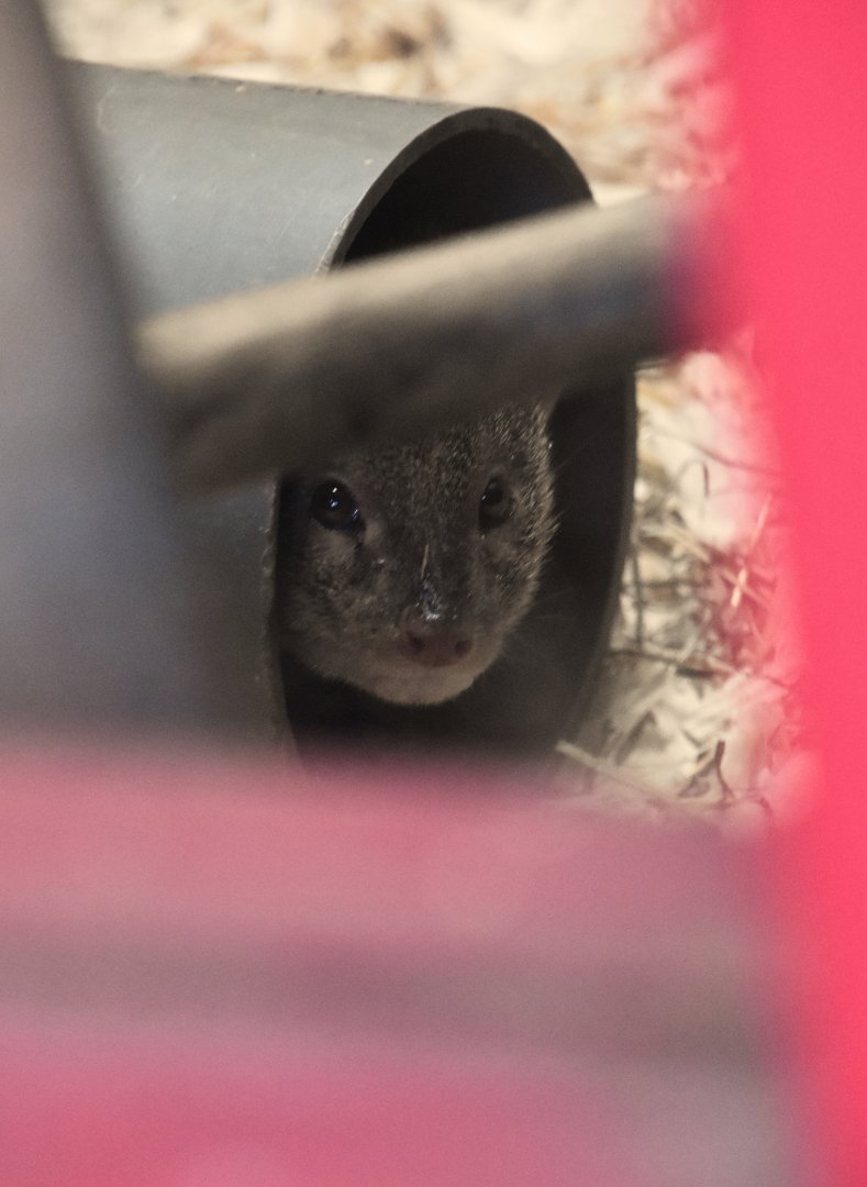 Small Indian mongoose, Urva auropunctata at ZSL