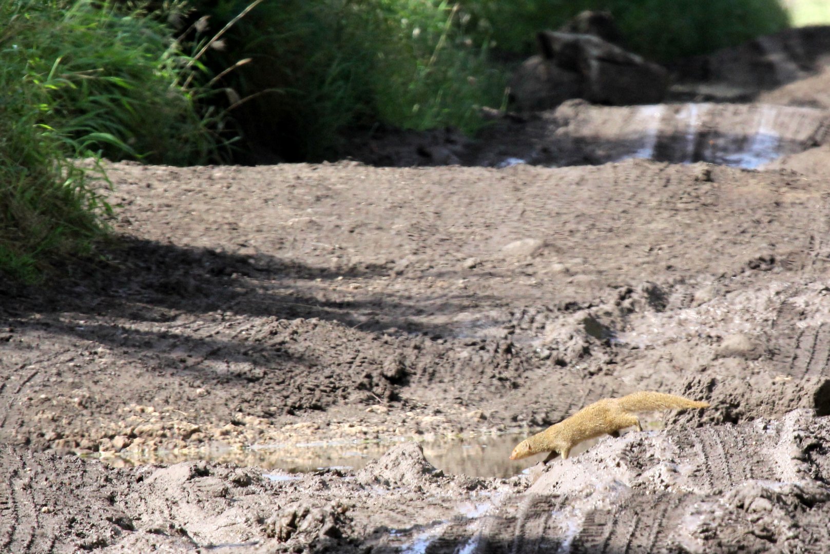 small Indian mongoose (Urva auropunctata)