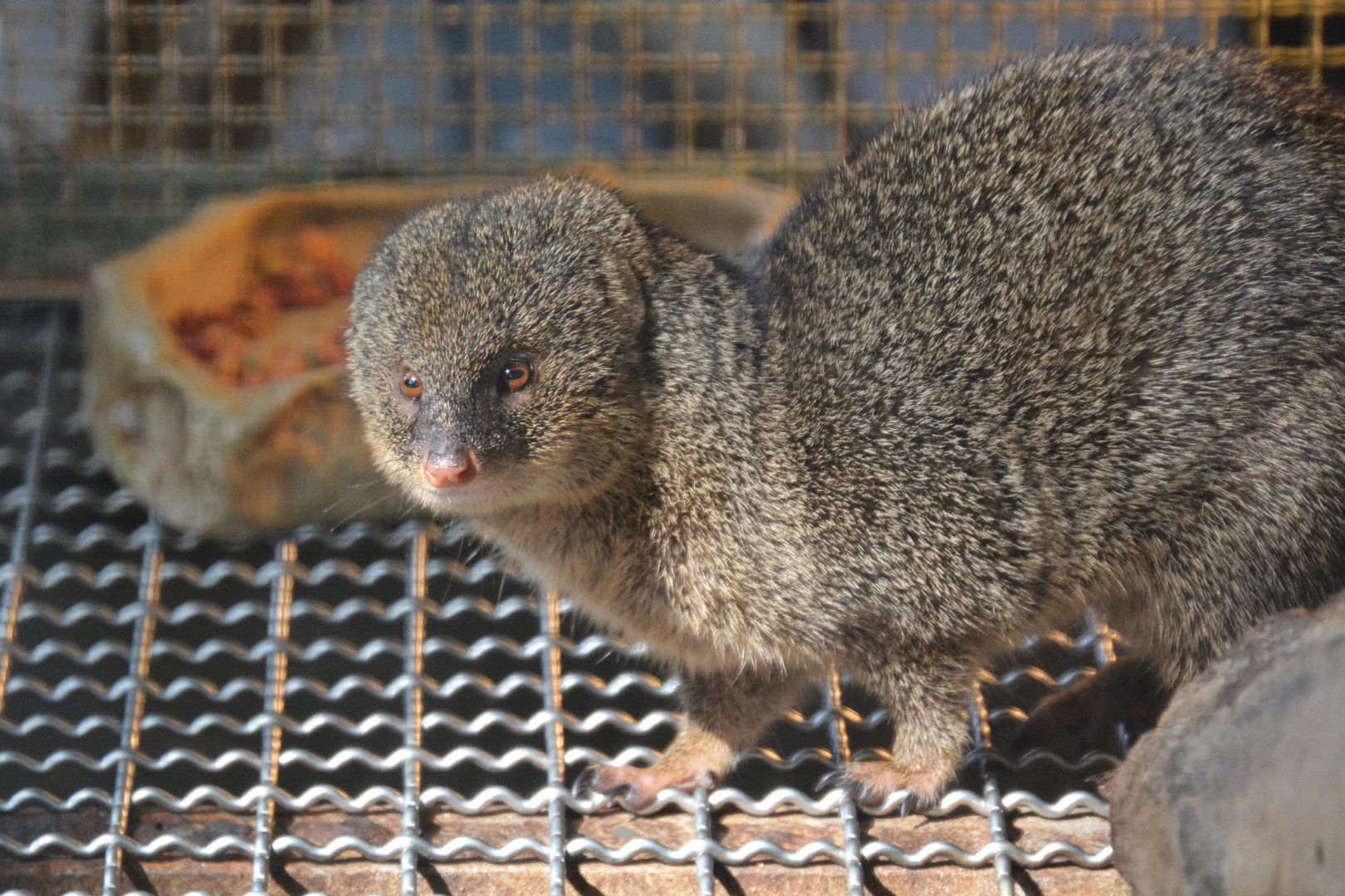 Small Indian mongoose (Urva auropunctata)