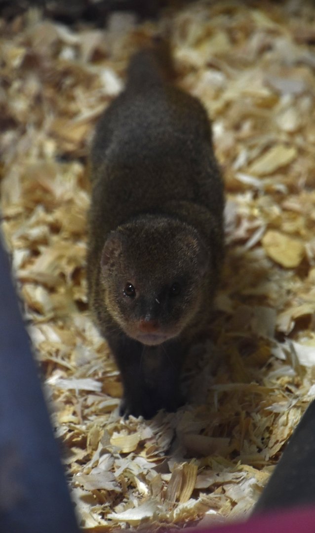 Small Indian mongoose, Urva auropunctata