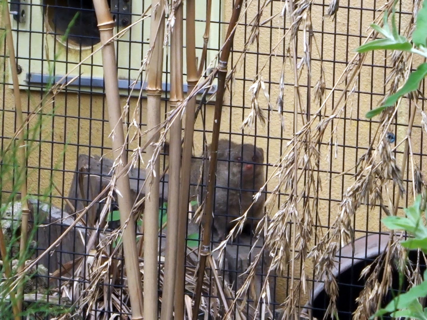 Small Indian Mongoose
