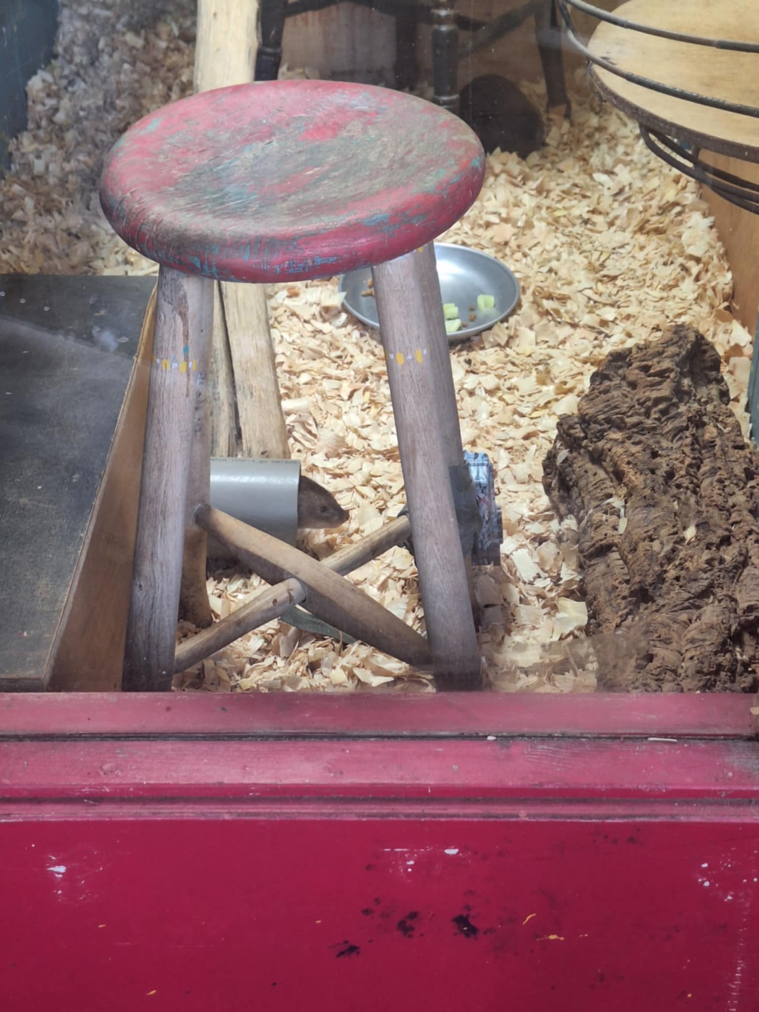 Small Indian mongoose