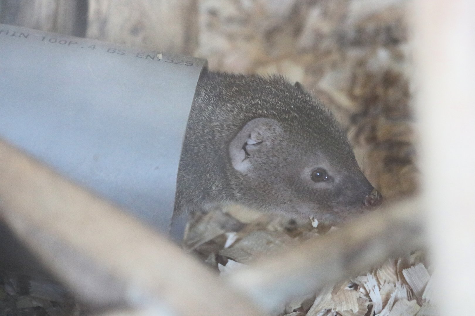 Small Indian Mongoose