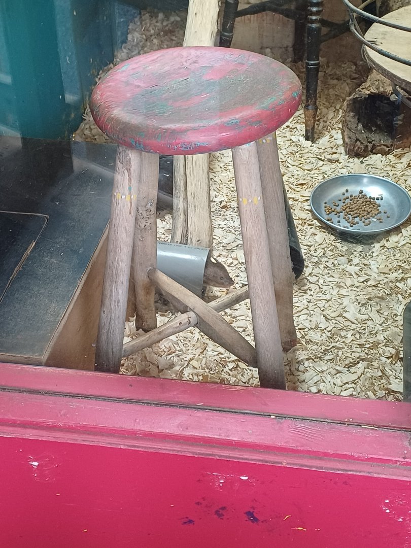 Small Indian Mongoose