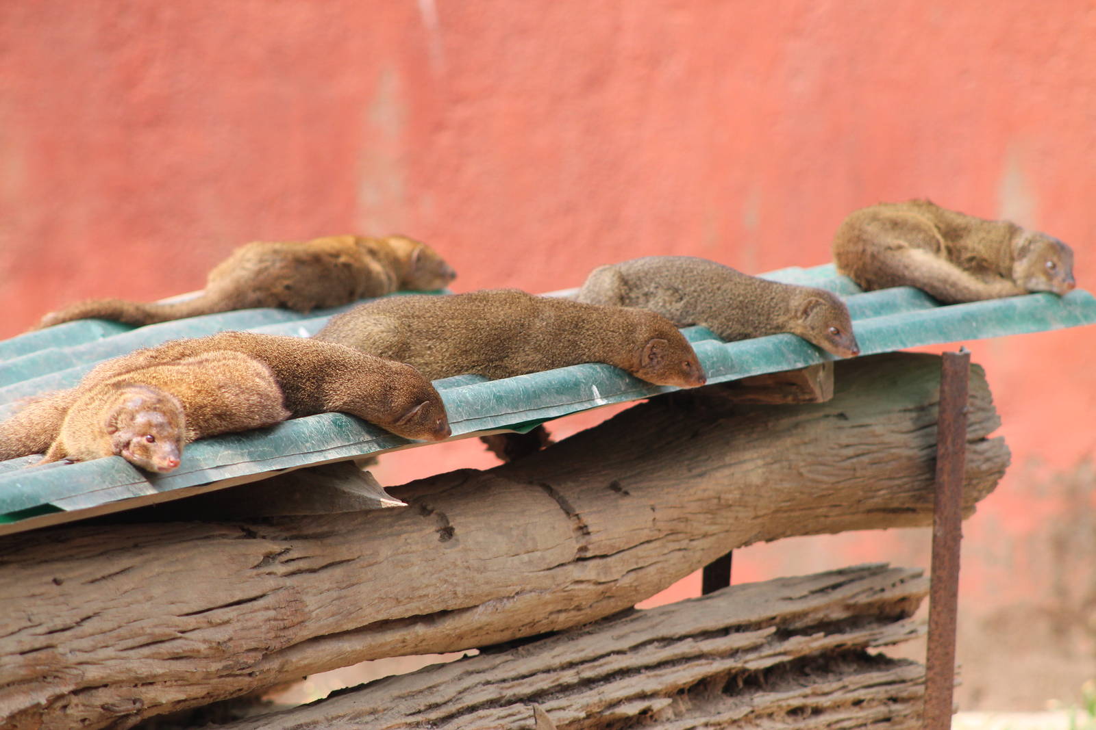 Small Indian Mongooses (Herpestes auropunctatus)