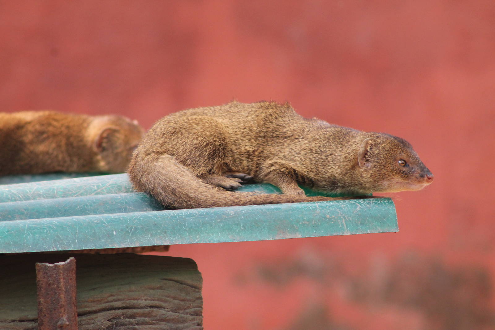 Small Indian Mongooses (Herpestes auropunctatus)