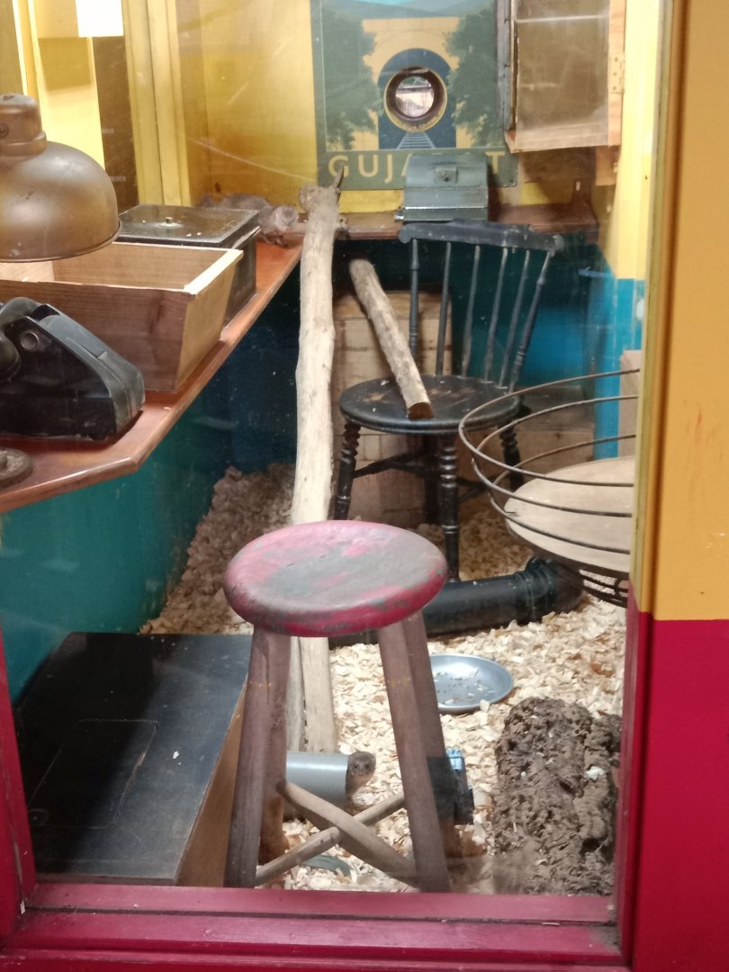 Small Indian Mongooses in Den