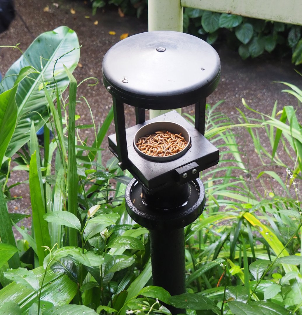 Small insectivorous bird feeder, 2023-10-07