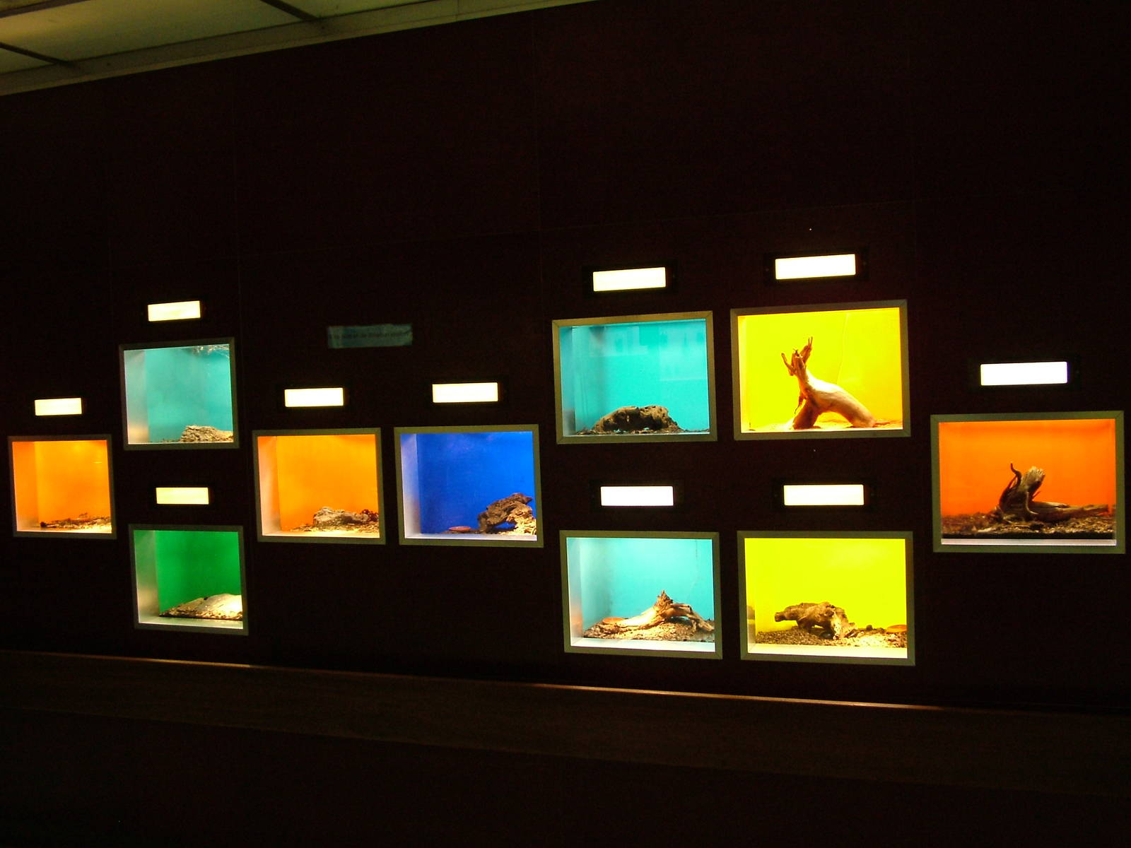 Small invertebrate exhibits at Koeln 12/05/09