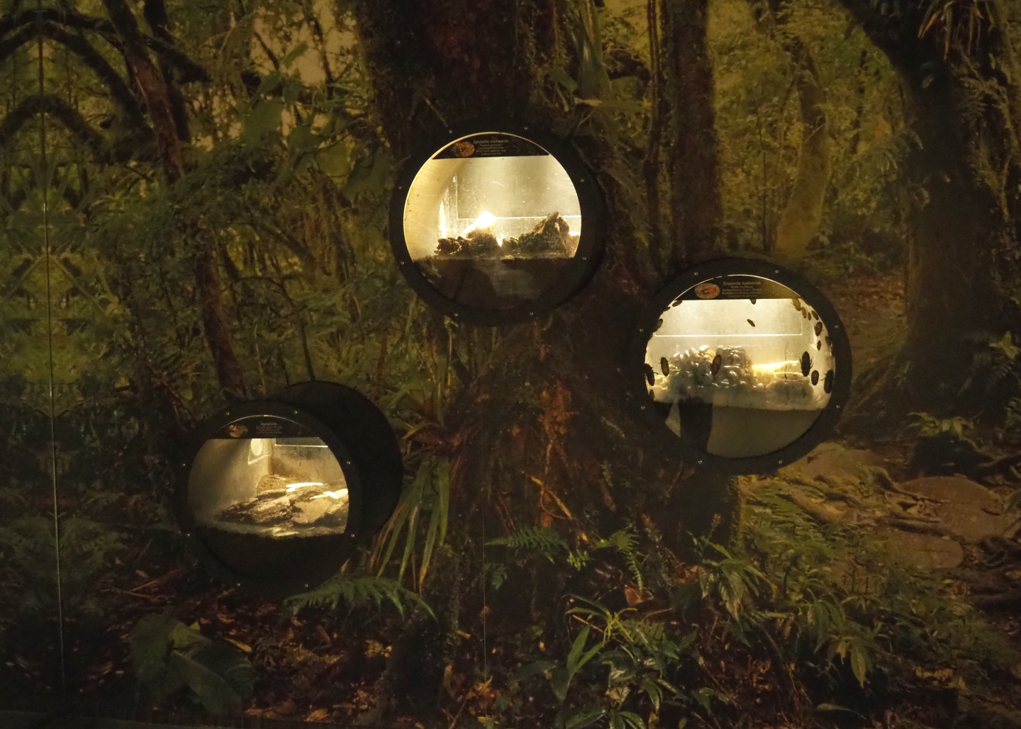 Small invertebrate terrariums, 2020-09-20