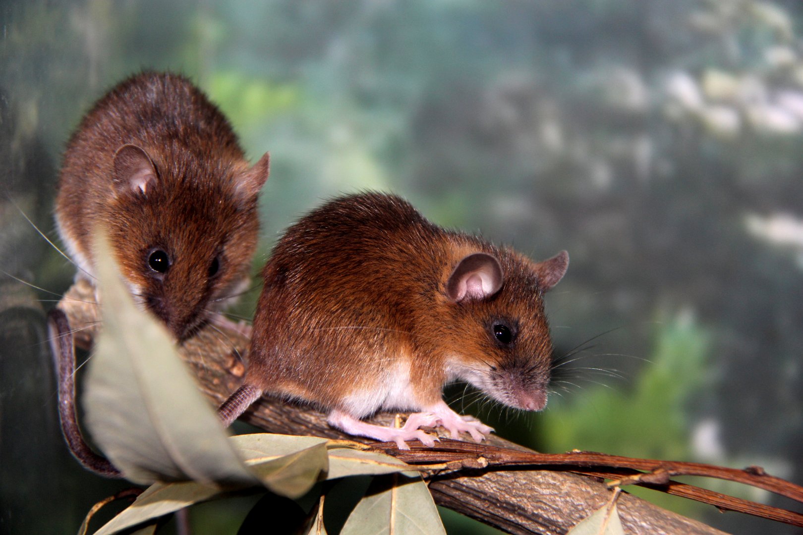 small Japanese field mouse (Apodemus argenteus)