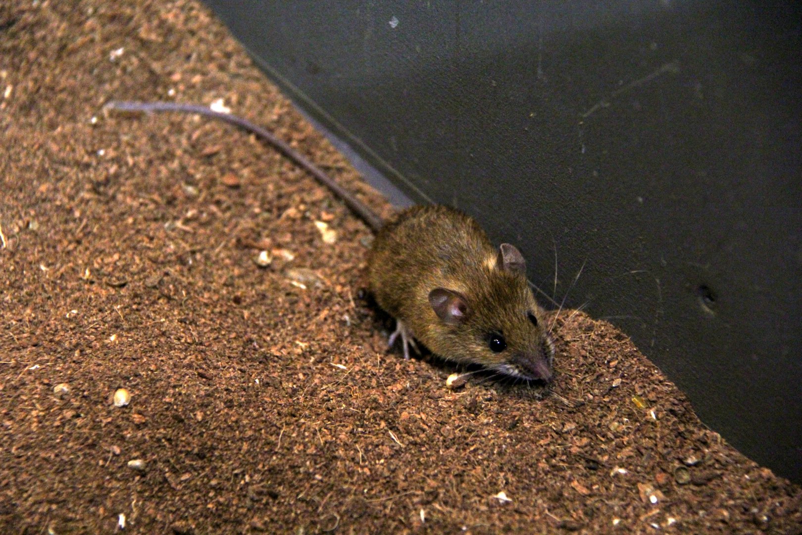 small Japanese field mouse (Apodemus argenteus)