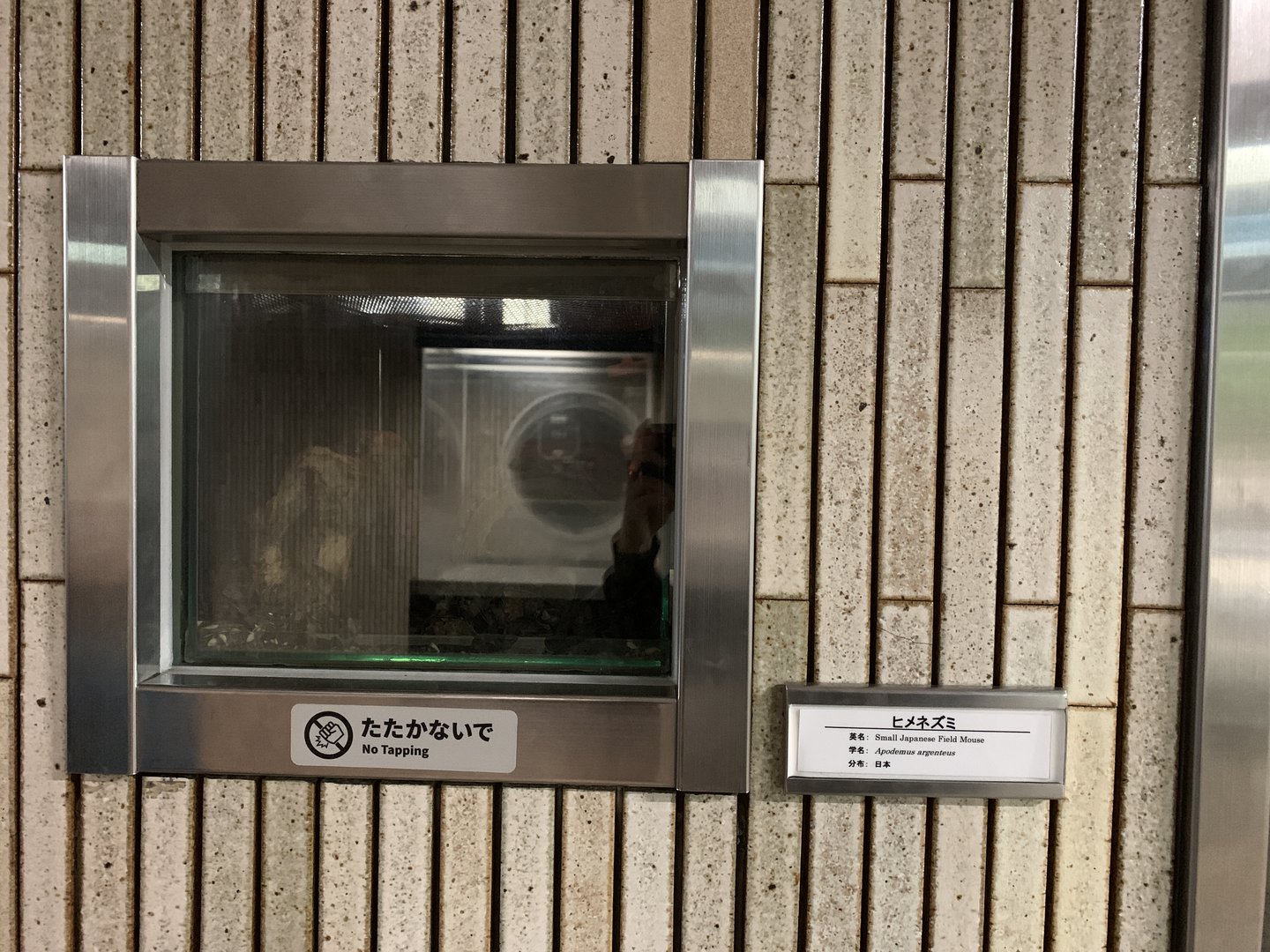 Small Japanese Field Mouse Exhibit