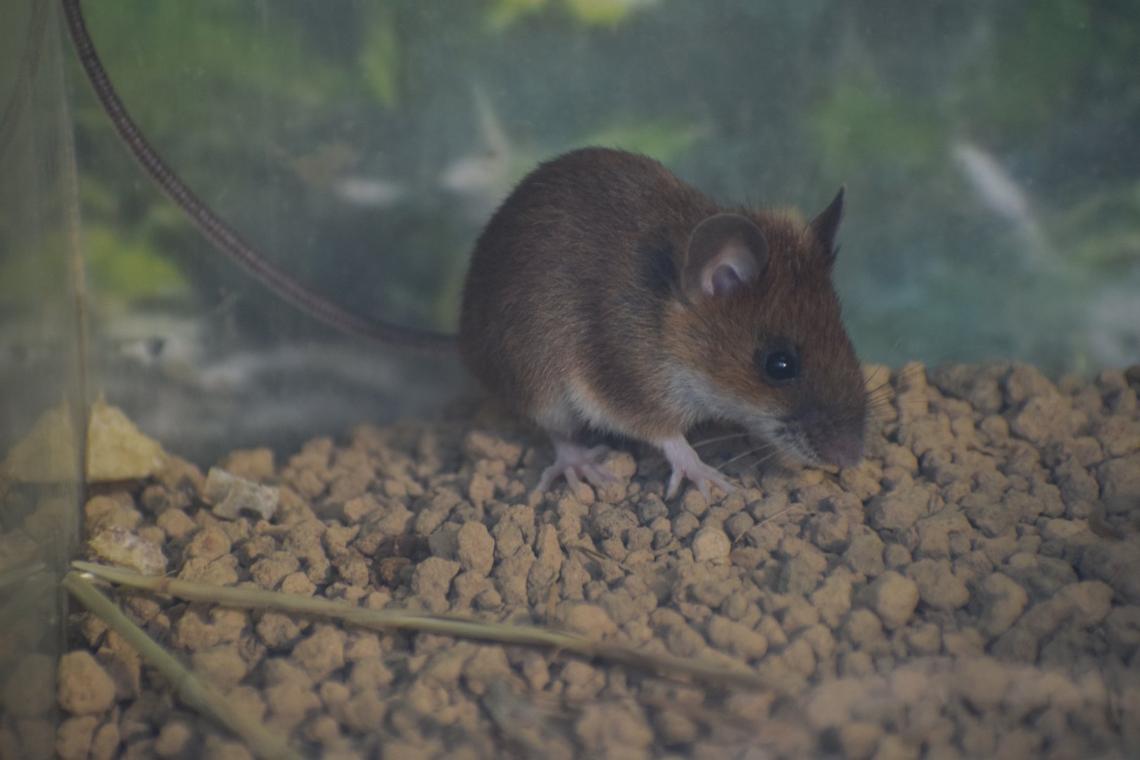 Small japanese field mouse