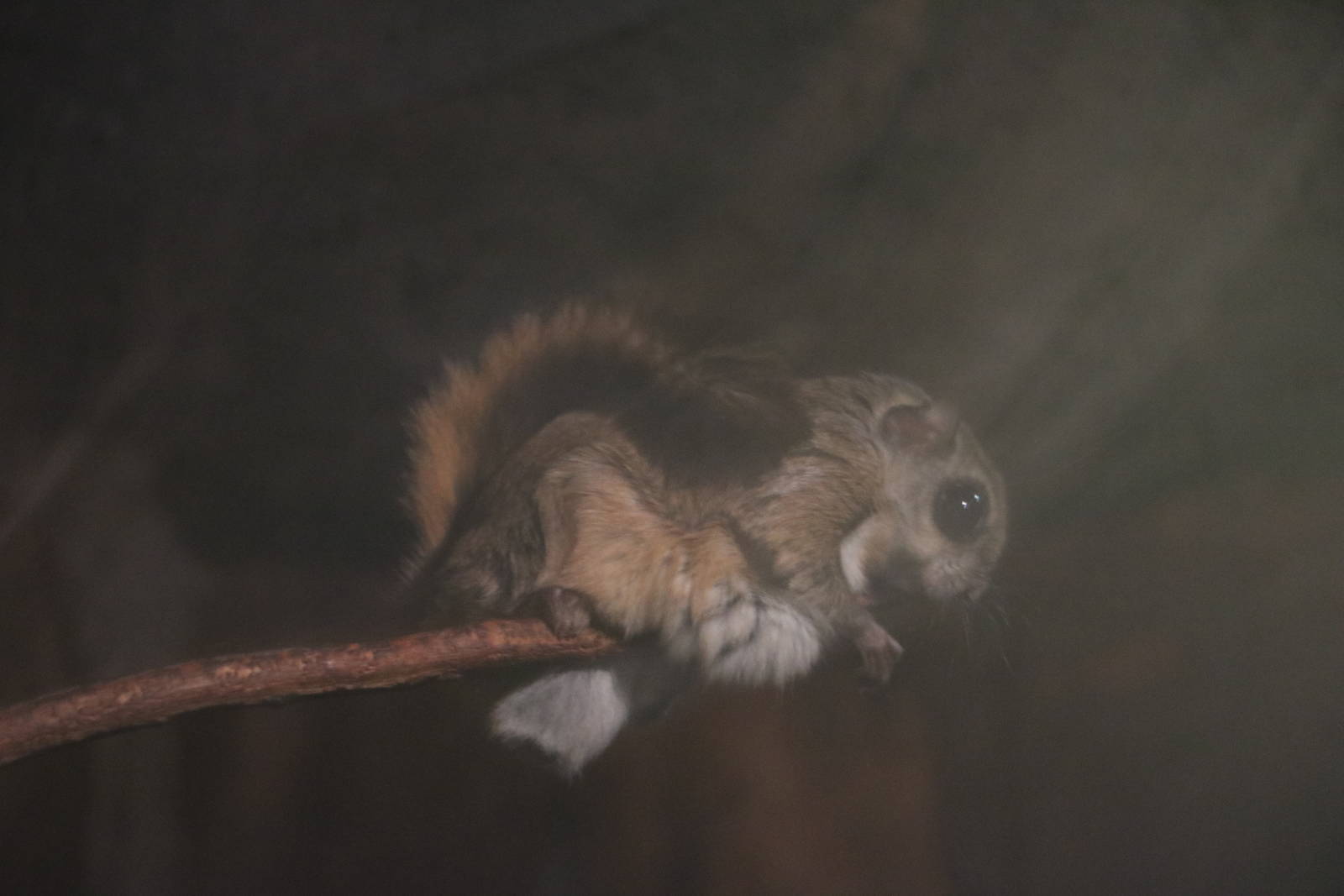 Small Japanese flying squirrel, February 2016