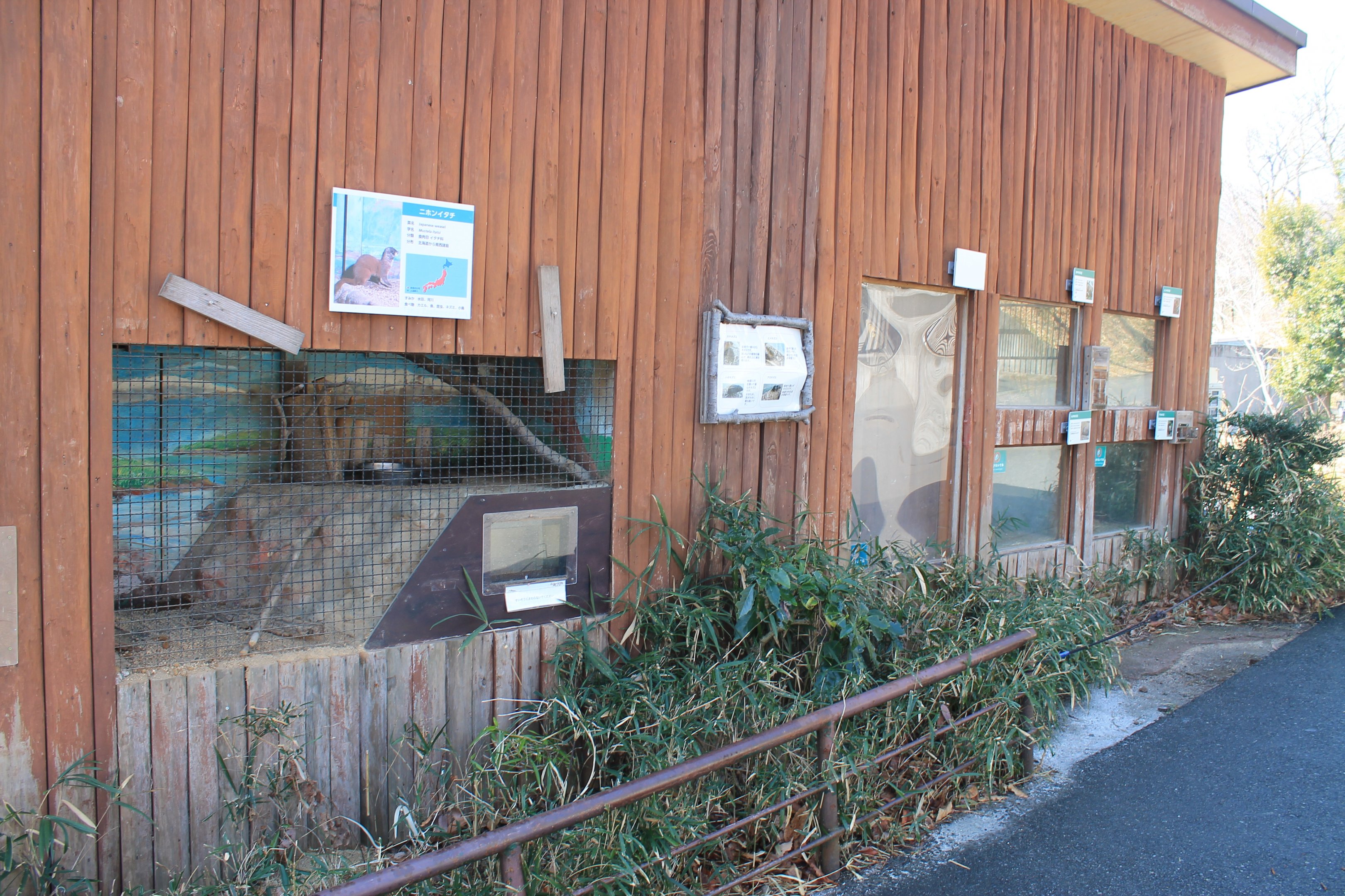Small Japanese mammals