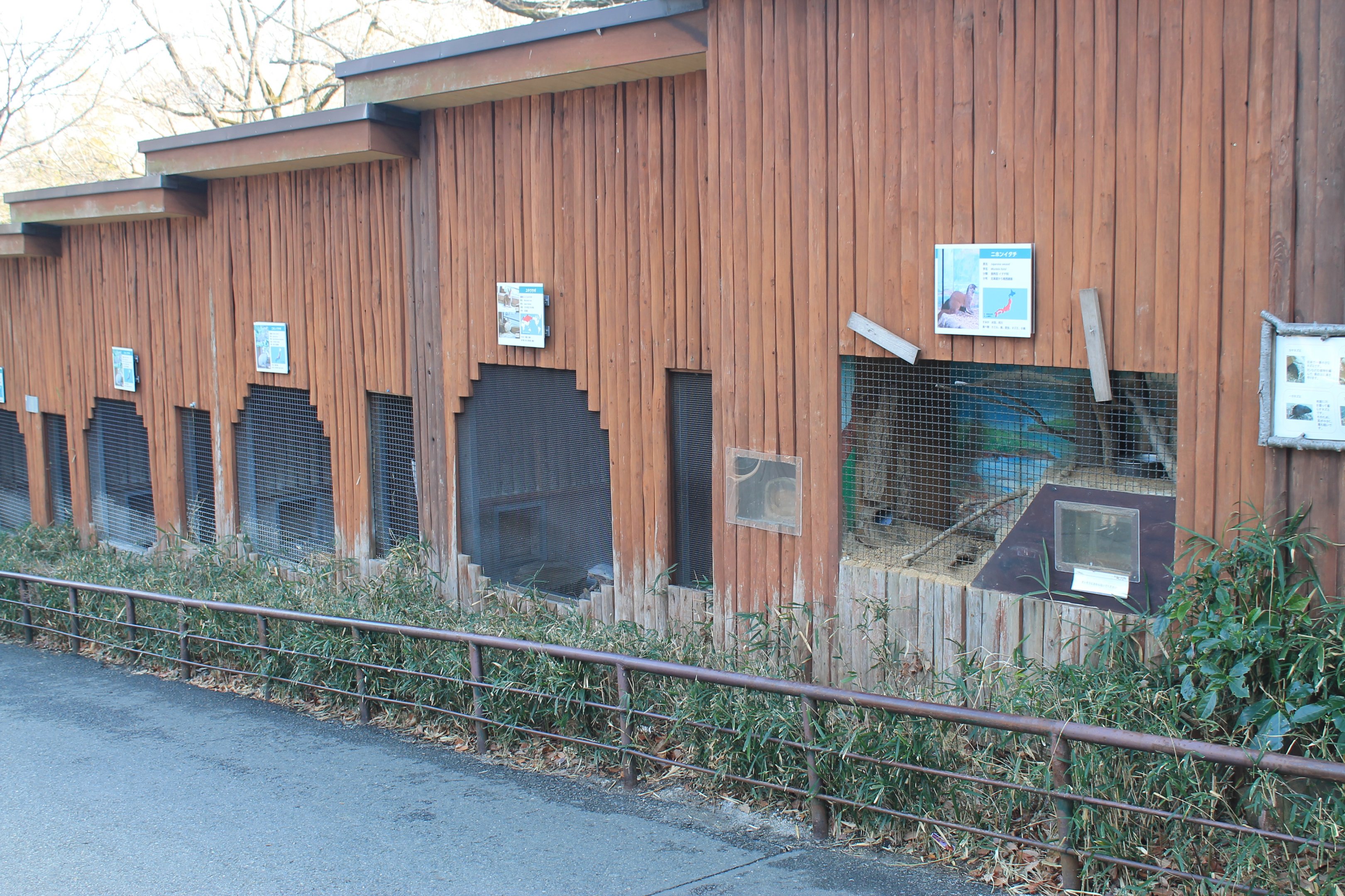 Small Japanese mammals