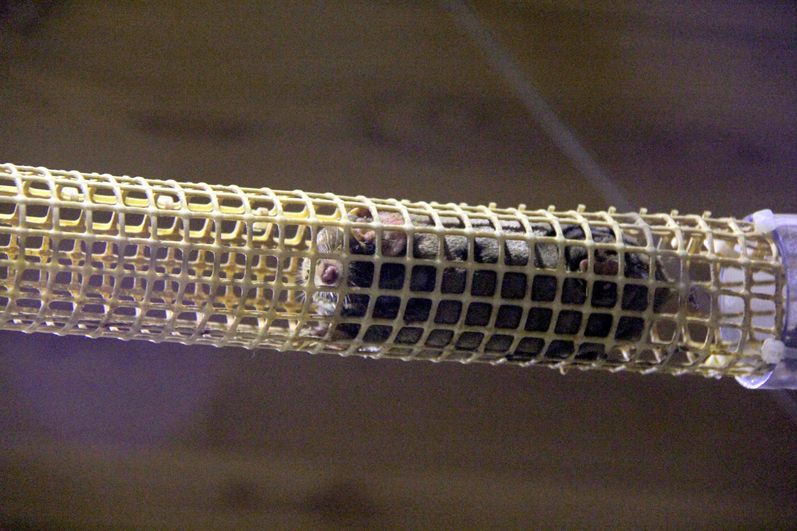 small Japanese mole (Mogera imaizumii)