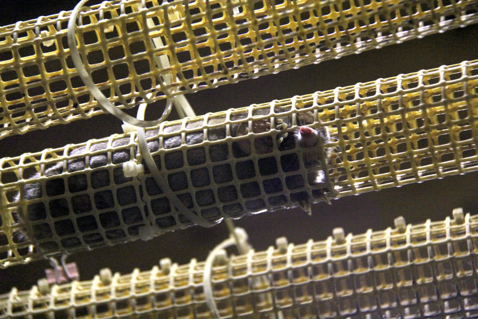 small Japanese mole (Mogera imaizumii)