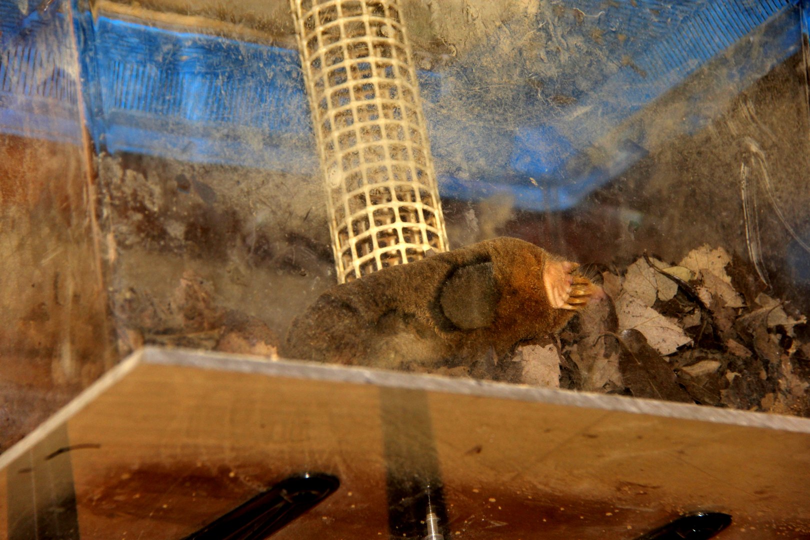 small Japanese mole (Mogera imaizumii)