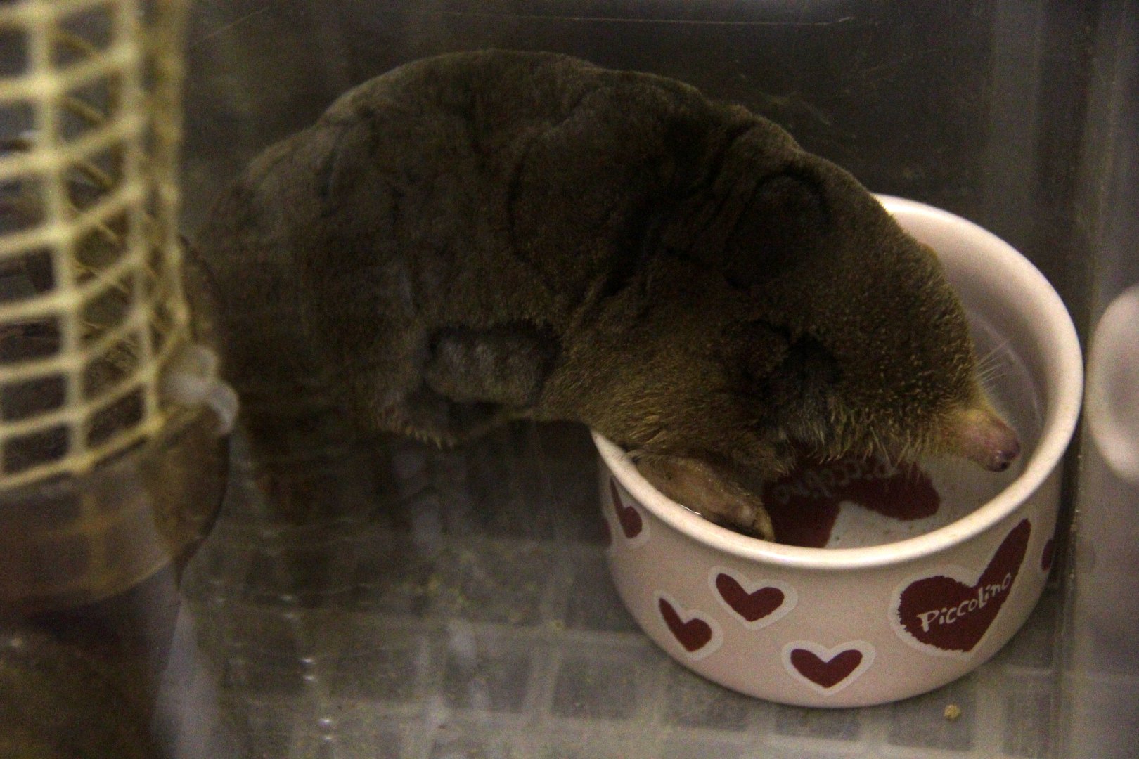 small Japanese mole (Mogera imaizumii)