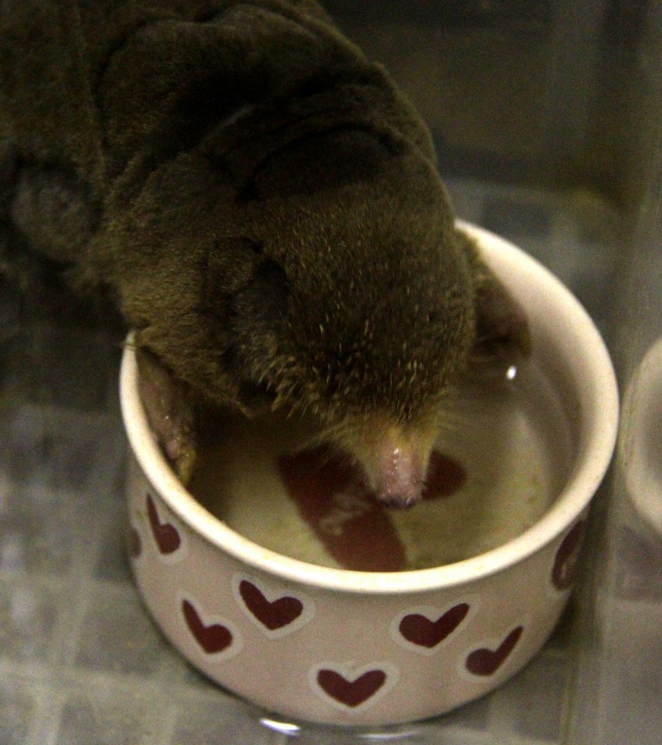 small Japanese mole (Mogera imaizumii)