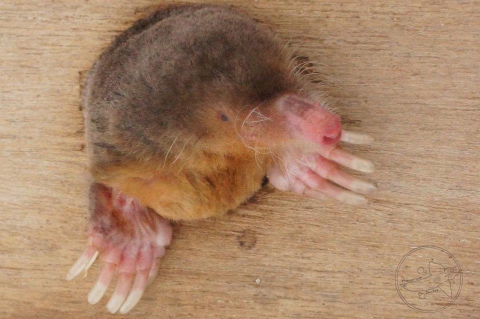 Small Japanese Mole (Mogera imaizumii)