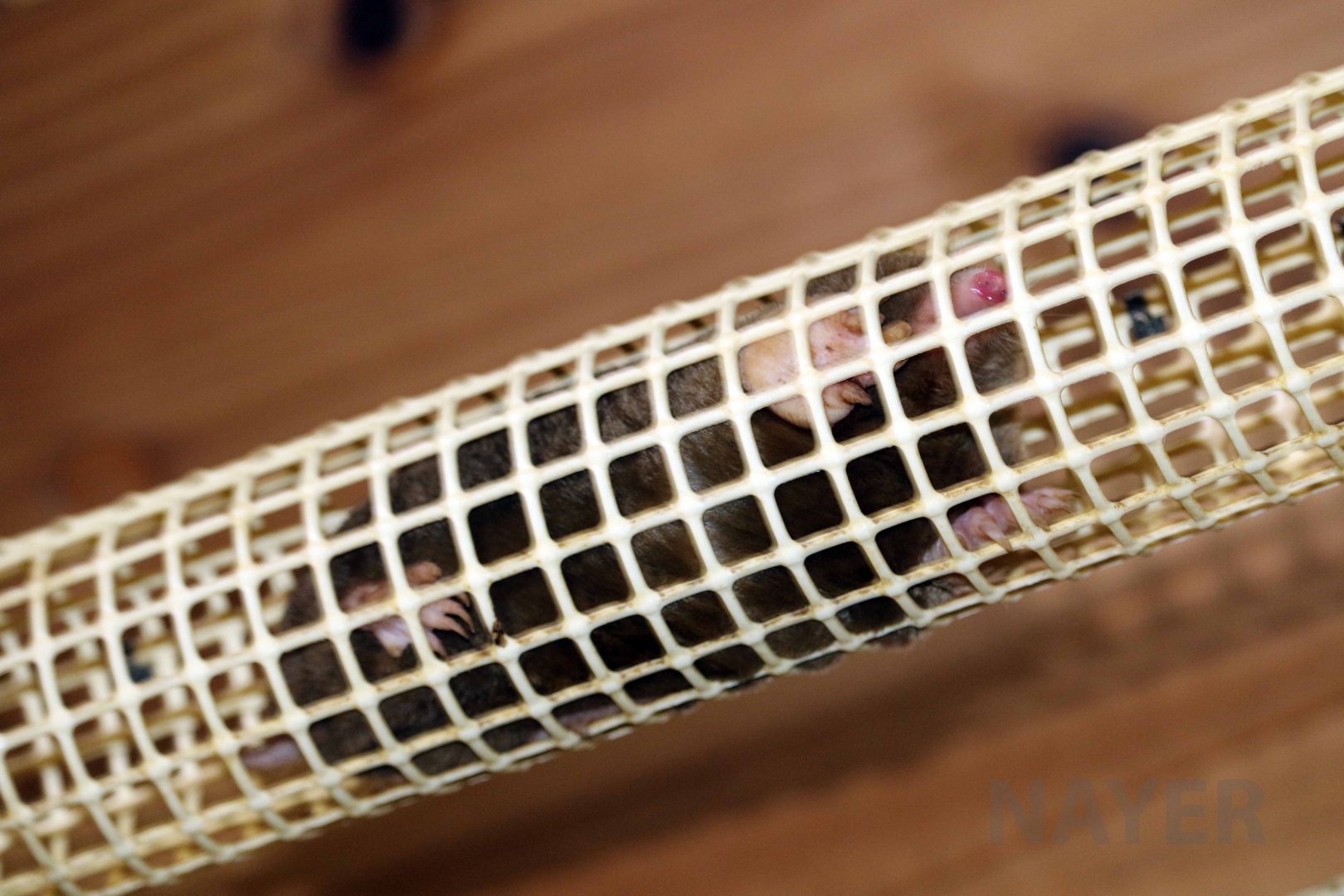 Small Japanese mole, October 2017