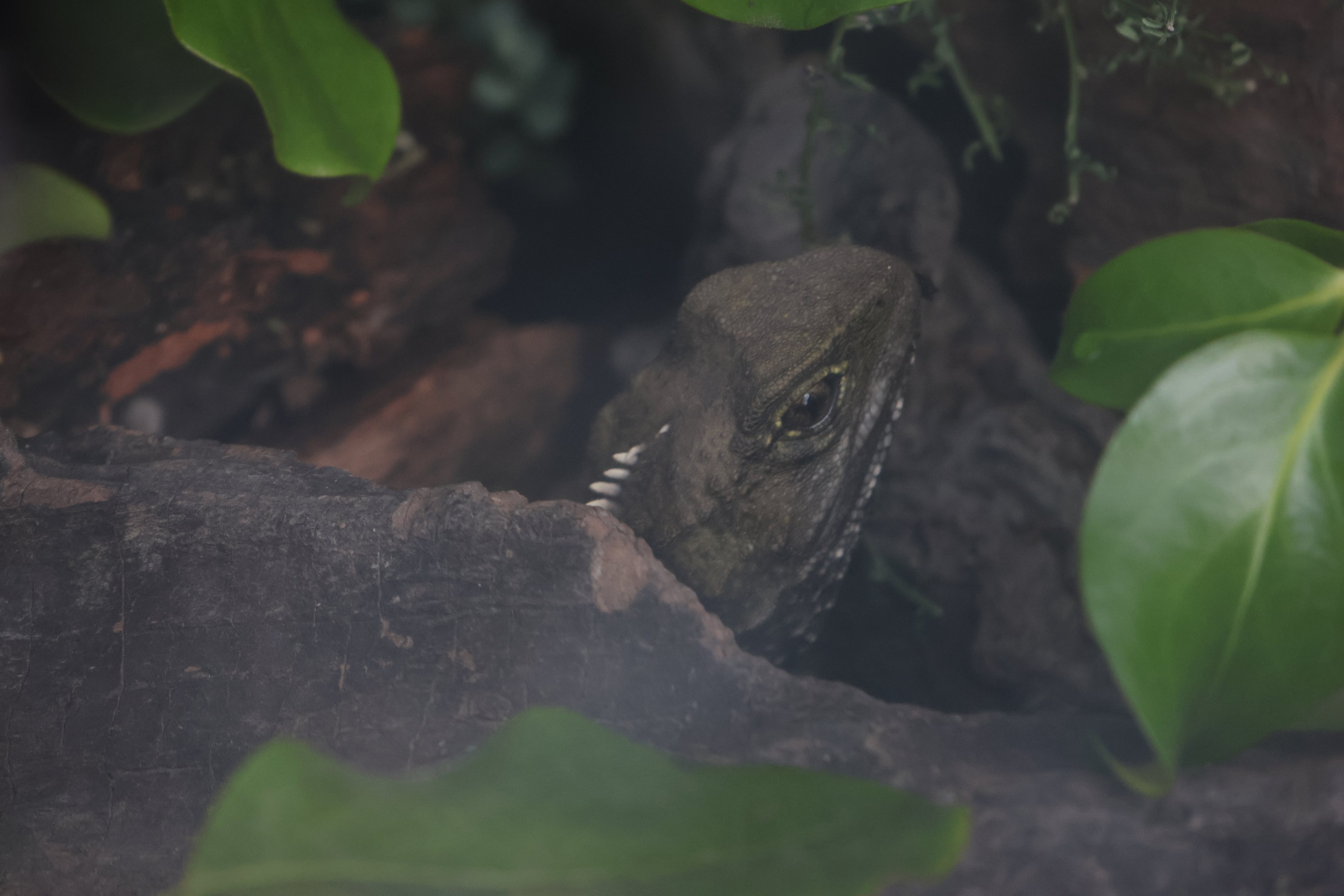 Small juvenile Tuatara (Sphenodon punctatus)