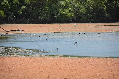 Small lagoon with lots of birds.