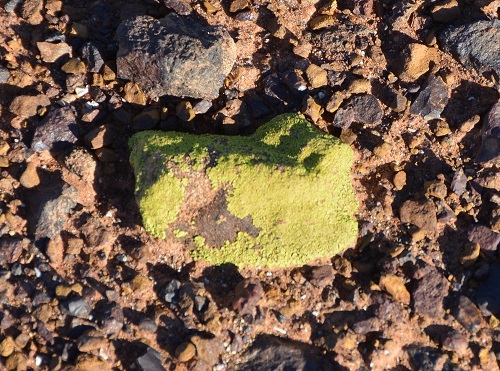 Small lichen covered stone in desert country.  Q'ld.