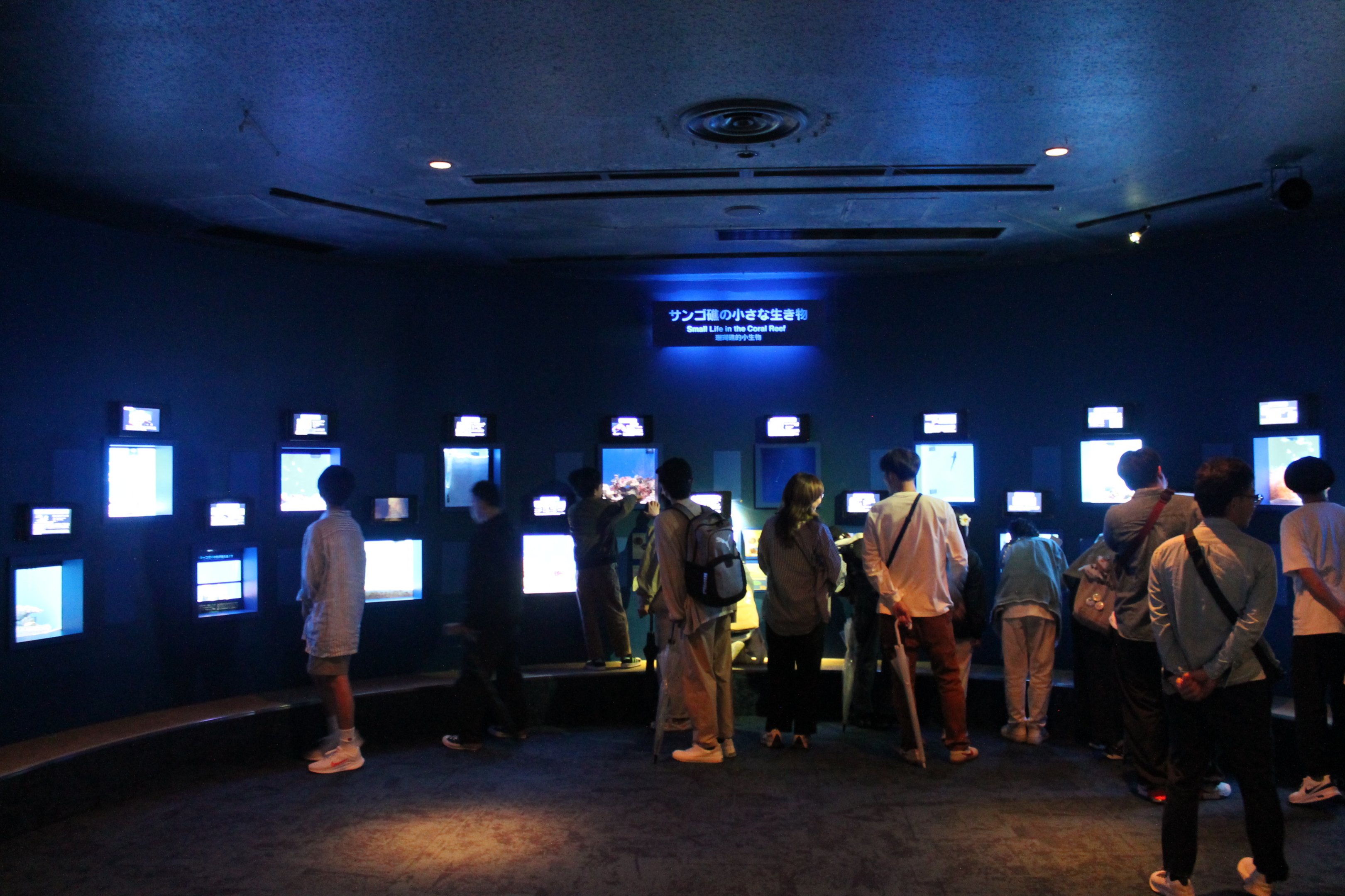 Small Life In The Coral Reef