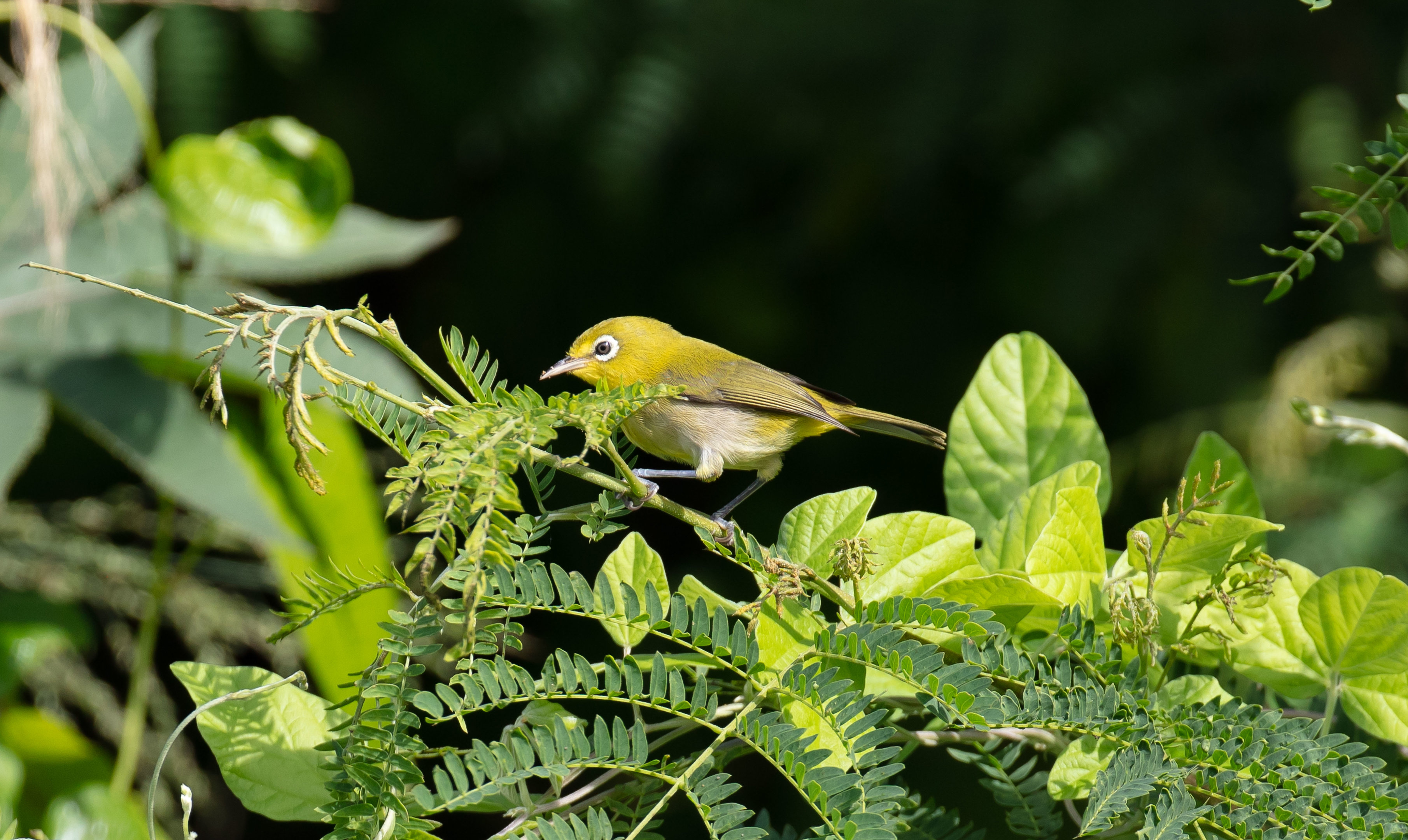Small Lifou White-eye