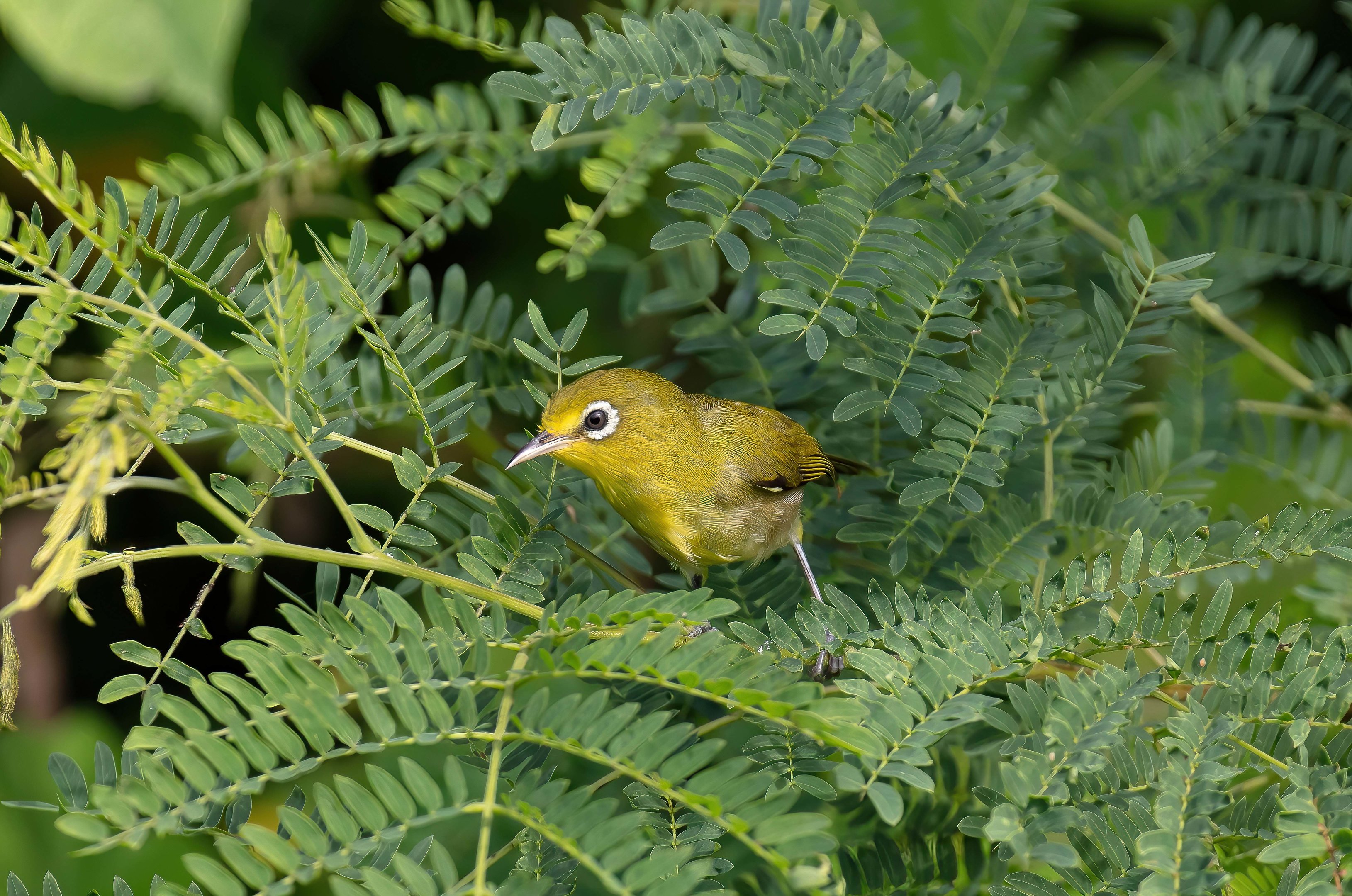 Small Lifou White-eye