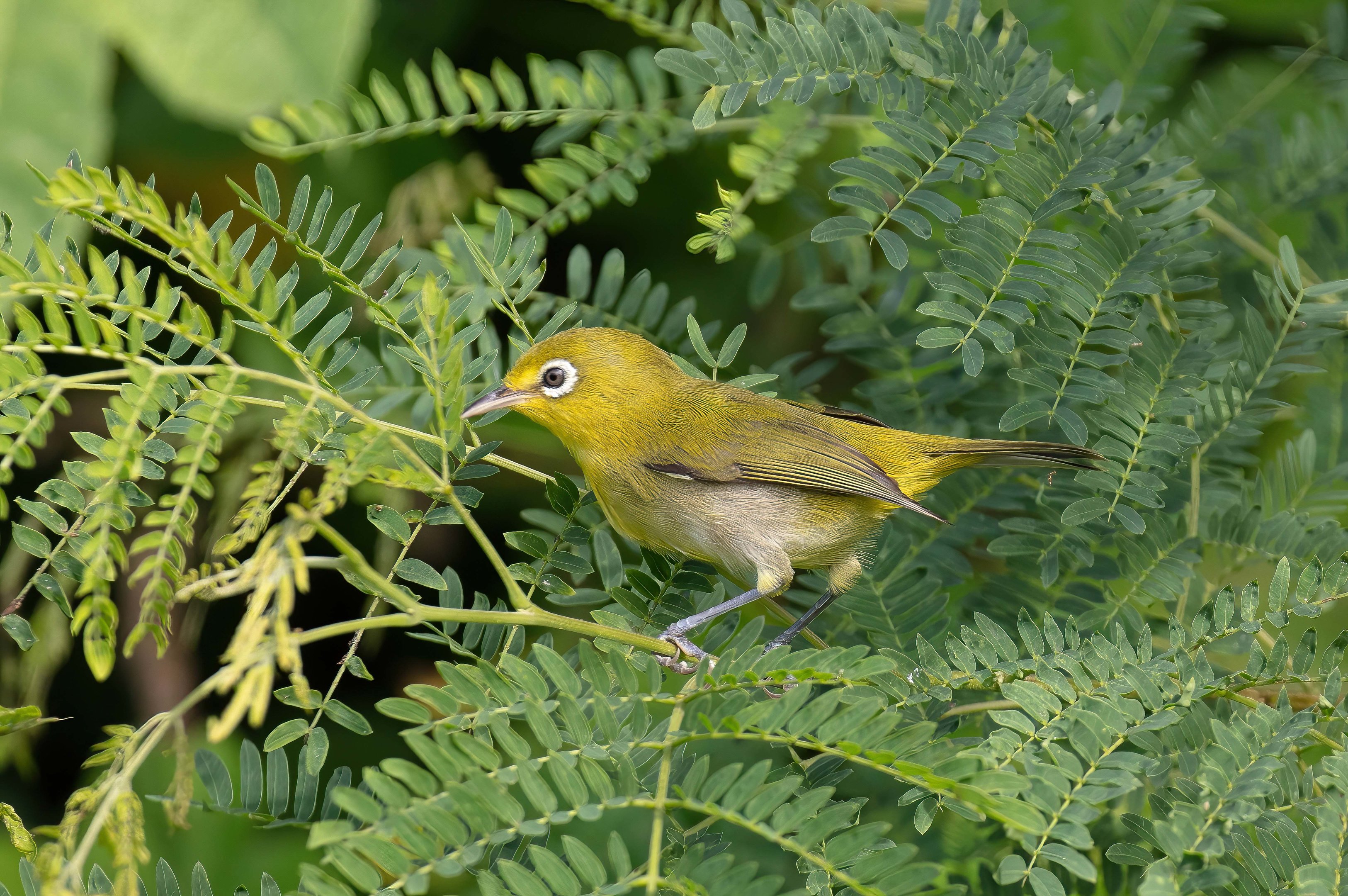 Small Lifou White-eye