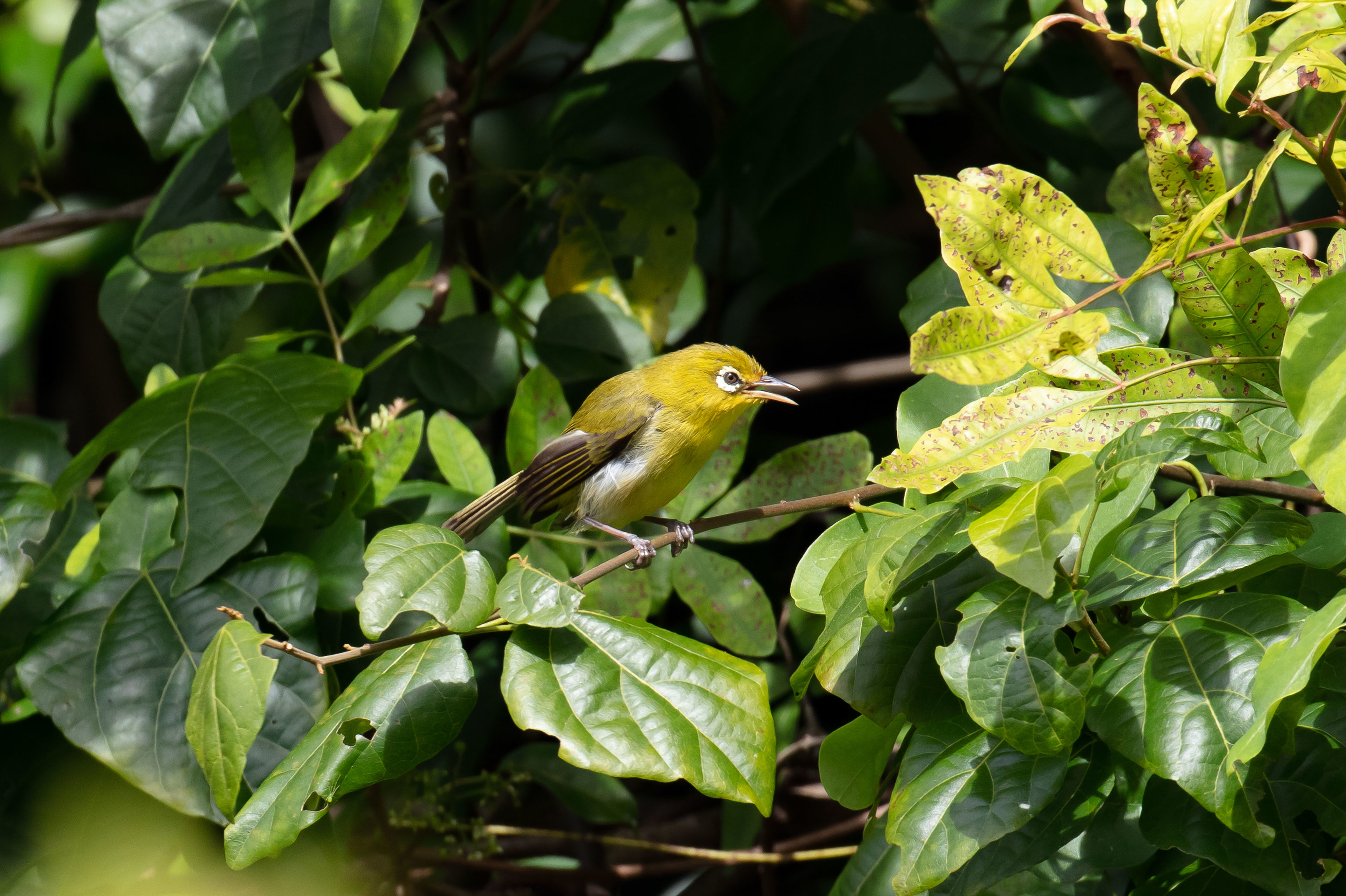 Small Lifou White-eye