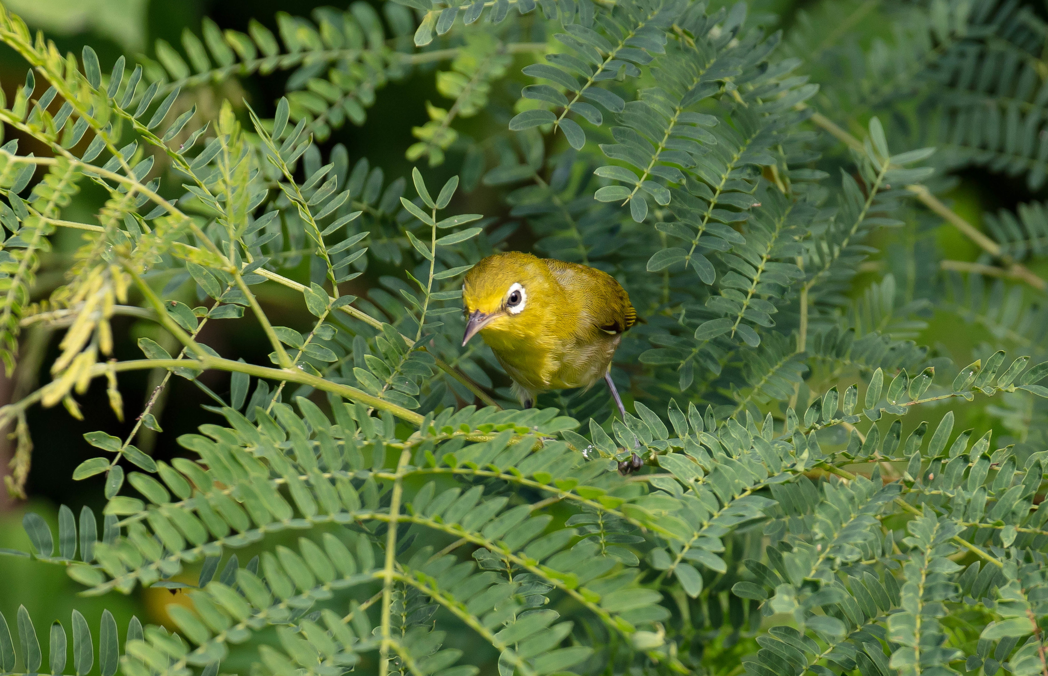 Small Lifou White-eye