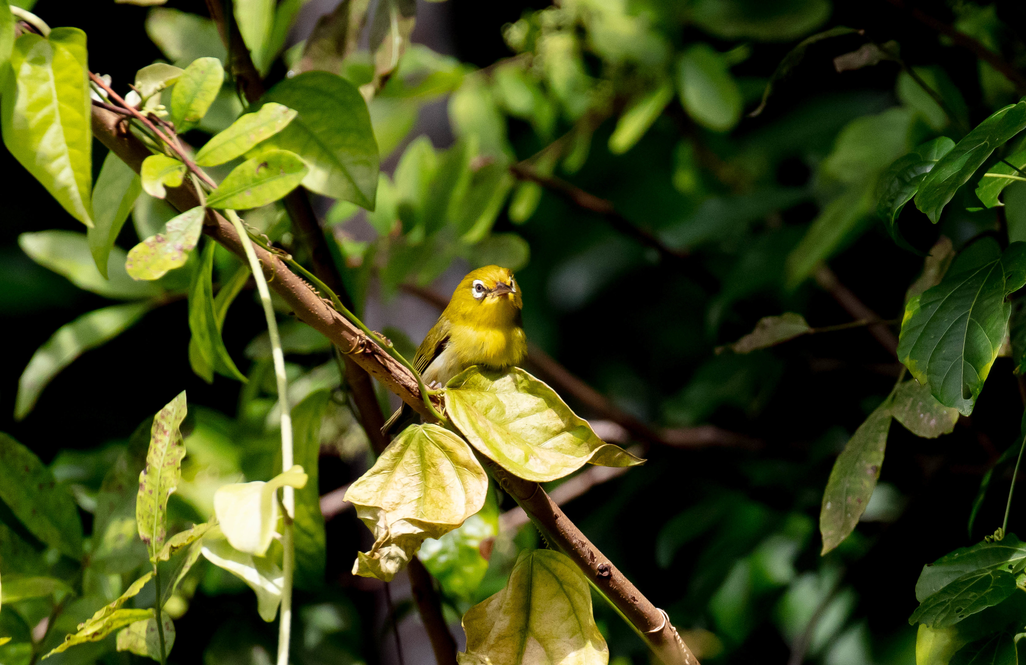 Small Lifou White-eye