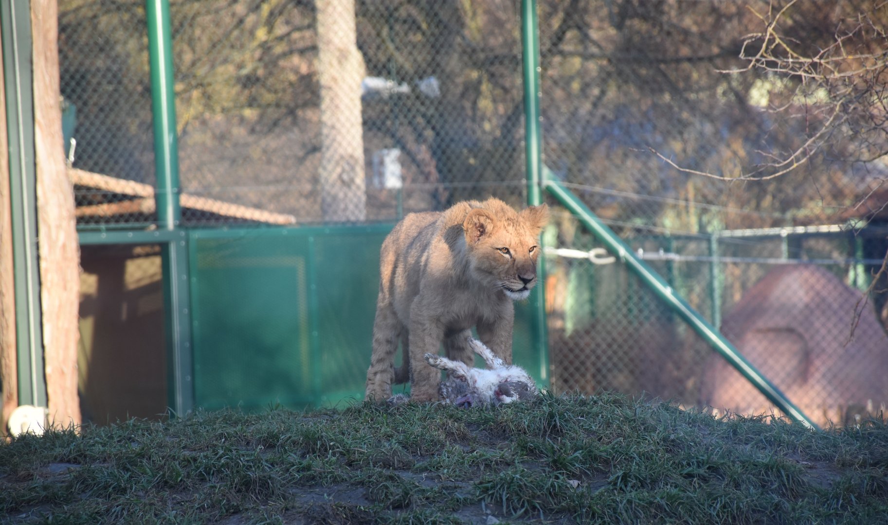 Small lion eating a rabbit