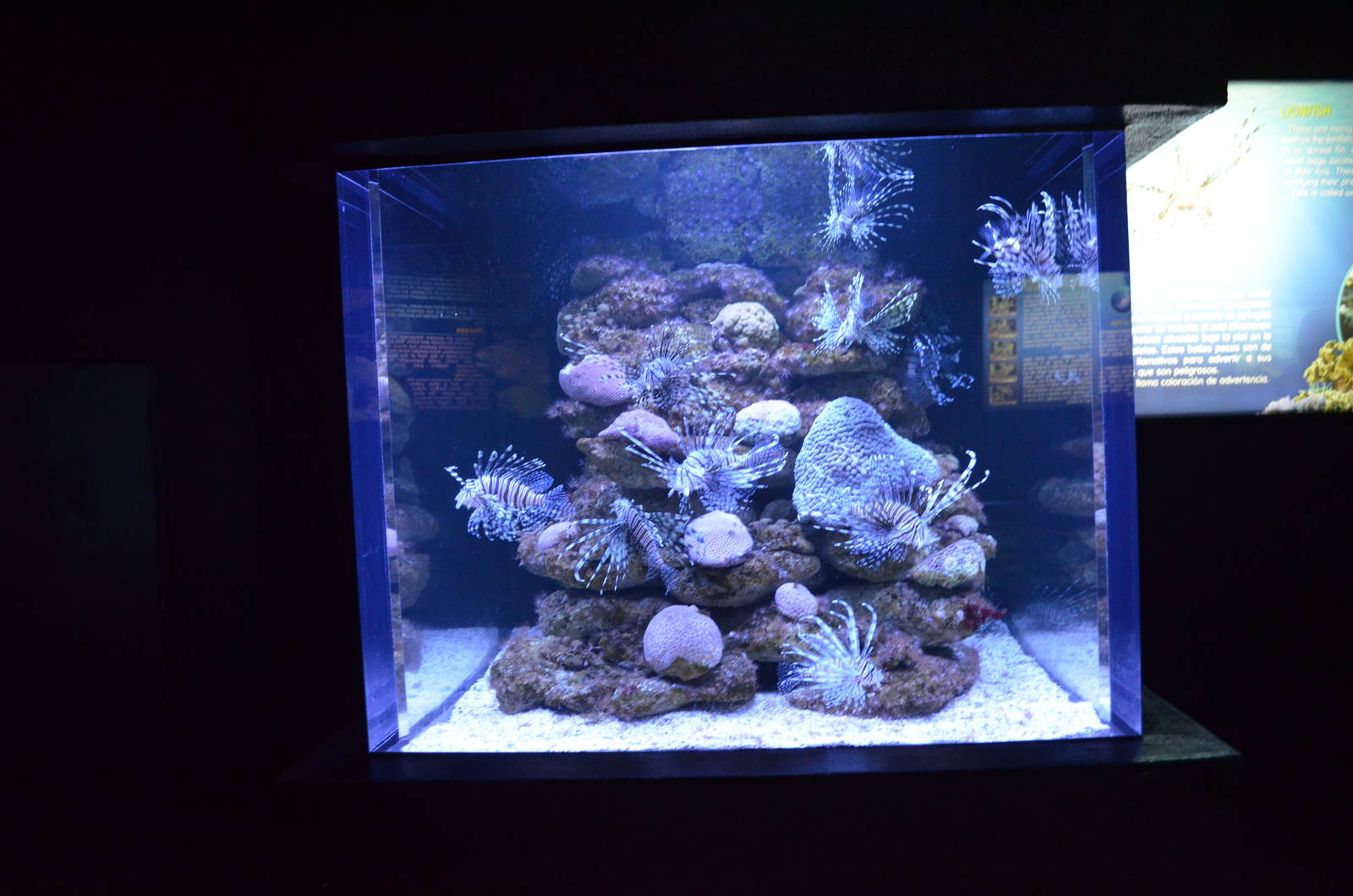 small lionfish aquarium