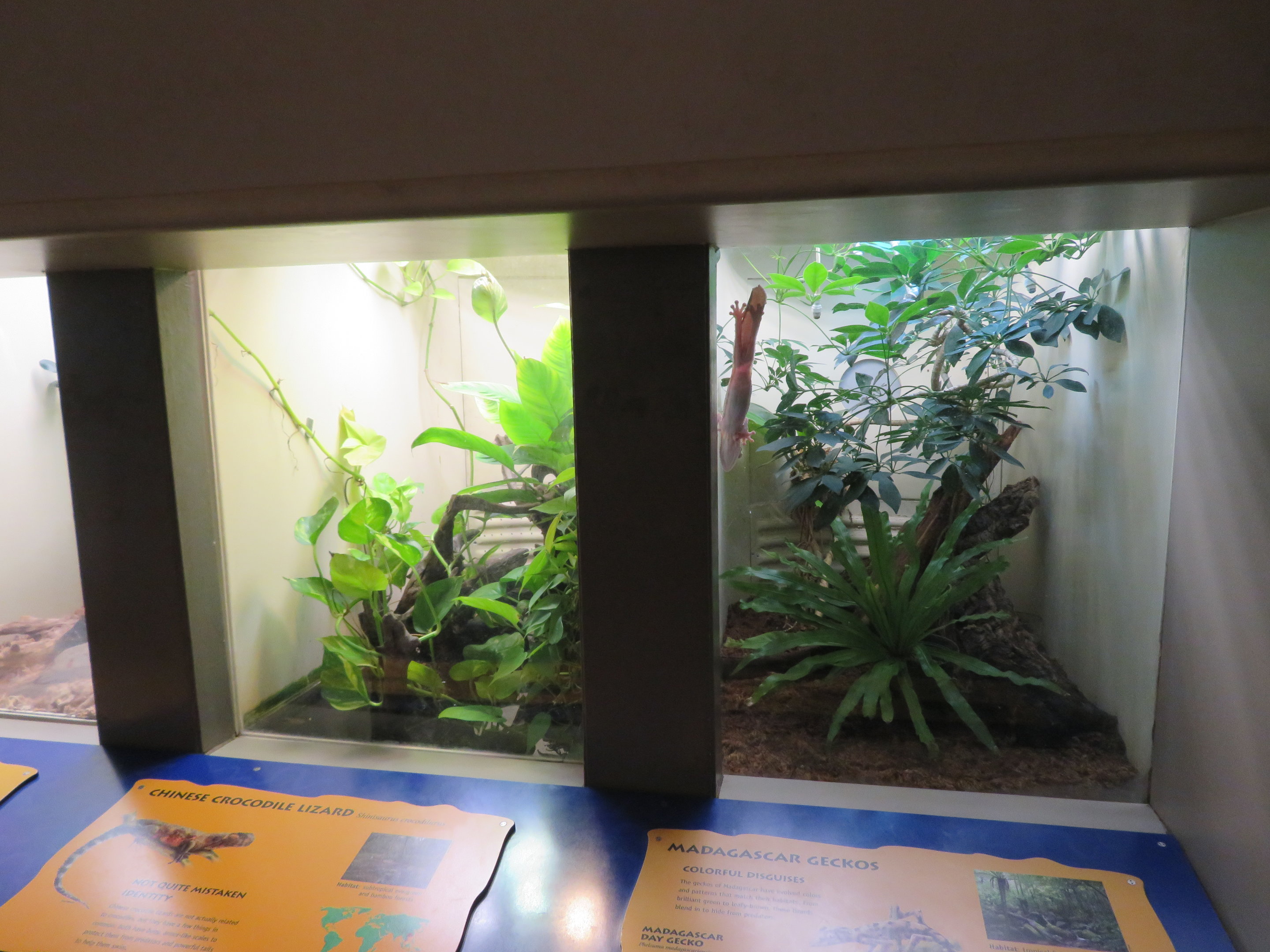 Small Lizard Exhibits