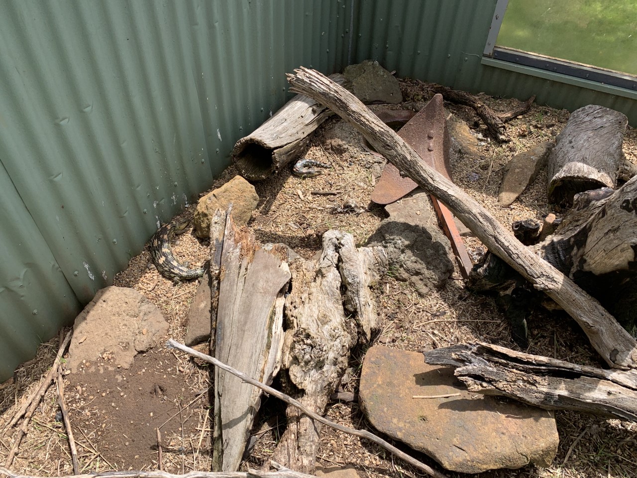 Small Lizard Pit- Blotched Bluetongue