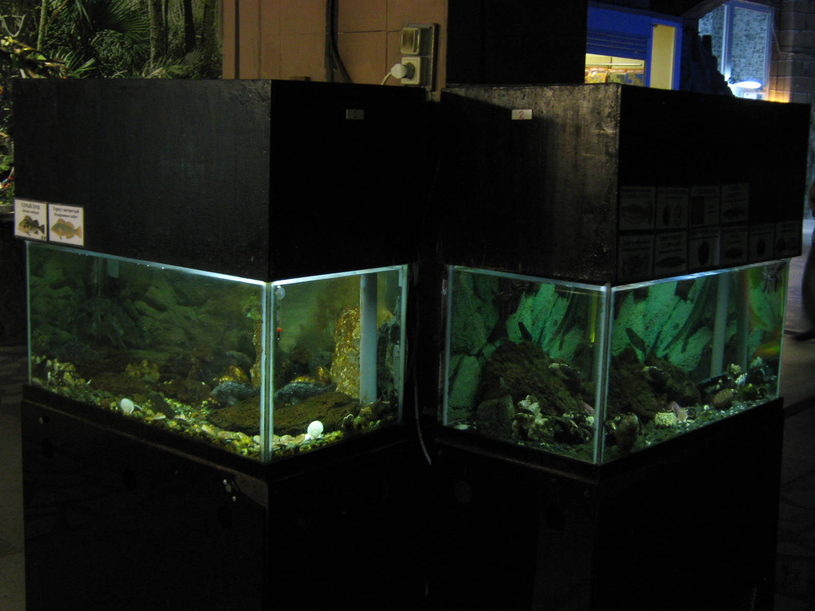 small local marine tanks