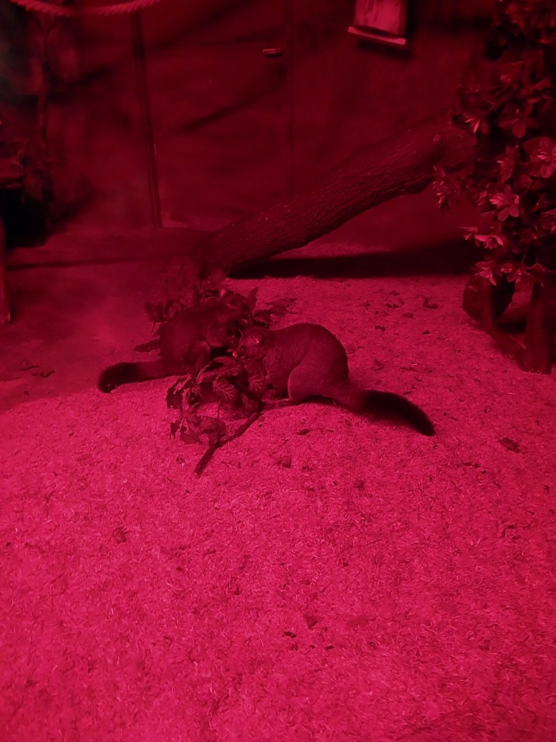 Small Mammal and Nocturnal House - Brushtail Possum (Trichosurus vulpecula)