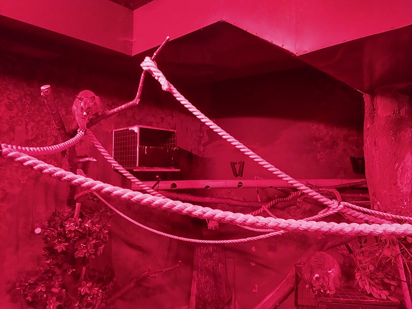 Small Mammal and Nocturnal House - Brushtail Possum (Trichosurus vulpecula)