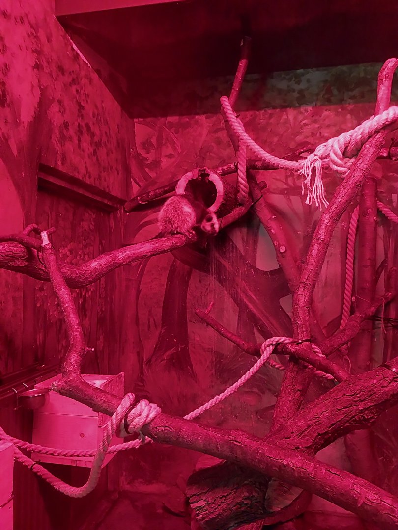 Small Mammal and Nocturnal House - Northern Luzon Giant Cloud Rat (Phloemys pallidus)